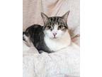 Adopt Blaze a White Domestic Shorthair / Domestic Shorthair / Mixed cat in