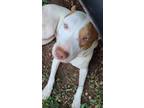 Adopt Dakota a White - with Brown or Chocolate American Staffordshire Terrier /