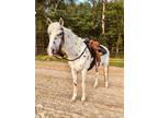 Leopard Appaloosa Mare Beginner Tested Lesson Horse