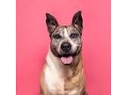 Adopt Skip a Akita / Mixed dog in Memphis, TN (34959776)