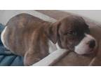 Adopt Kendall a Mastiff / American Staffordshire Terrier / Mixed dog in Ocala