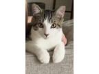 Adopt Hank a Tan or Fawn Tabby American Shorthair / Mixed cat in Thomasville