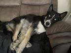 Adopt Odin a Black - with White German Shepherd Dog / Husky / Mixed dog in