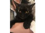 Adopt Hina A All Black Selkirk Rex / Mixed (medium Coat) Cat In Cupertino