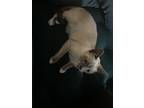 Adopt Daisy a White (Mostly) American Shorthair / Mixed (short coat) cat in