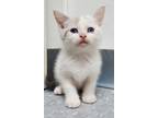 Adopt Sage a White (Mostly) Domestic Shorthair (short coat) cat in Keokuk