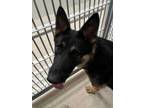 Adopt Moby a Black German Shepherd Dog / Mixed dog in Bryan, TX (34955117)