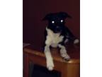 Adopt Bella a Black - with White American Pit Bull Terrier / German Shepherd Dog