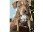 Adopt Brody a Tan/Yellow/Fawn - with White American Staffordshire Terrier dog in