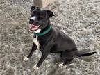 Adopt a Black - with White American Pit Bull Terrier / Mixed dog in Hanford