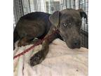 Adopt a Brindle - with White American Pit Bull Terrier / Mixed dog in Hanford