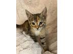 Adopt Ruby a Orange or Red Domestic Shorthair / Domestic Shorthair / Mixed cat