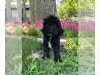 Poodle (Standard) PUPPY FOR SALE ADN-403952 - AKC Poodle Puppies Standard Size