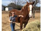 Retired Amish Belgium Draft Horse Mare