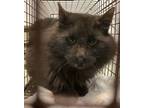 Adopt Aldo a All Black Domestic Longhair (long coat) cat in Missoula
