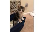Adopt Pecan a Brown Tabby Domestic Mediumhair / Mixed cat in Candler
