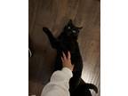 Adopt Soohie A All Black American Wirehair / Mixed (medium Coat) Cat In Dallas