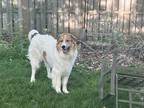 Adopt Leam a White - with Brown or Chocolate Great Pyrenees / Mixed dog in