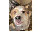 Adopt Icon a Collie / Cattle Dog / Mixed dog in Fort Lupton, CO (34971487)