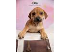 Adopt Jorah a Red/Golden/Orange/Chestnut Shar Pei / Beagle / Mixed dog in