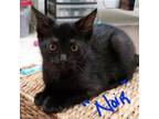 Adopt Noir a All Black American Shorthair / Mixed cat in Normal, IL (34971980)