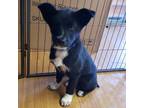Adopt Rhiannon a Black Border Collie / Husky / Mixed dog in Buffalo