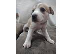 Adopt Rubble a Tan/Yellow/Fawn - with White Husky / Mountain Cur dog in Parrish