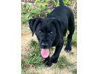 Adopt Bebo a Black Labrador Re