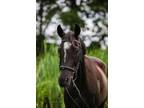 Adopt Murray a Grade / Mixed horse in Quakertown, PA (34967563)