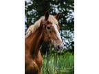 Adopt Miriam a Belgian / Mixed horse in Quakertown, PA (34967562)
