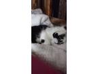 Adopt Curious A Black & White Or Tuxedo Cymric / Mixed (medium Coat) Cat In