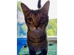 Adopt SIR FURBALL a Brown Tabby Domestic Shorthair / Mixed (short coat) cat in