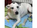 Adopt Mazie a White - with Tan, Yellow or Fawn Jack Russell Terrier / Mixed