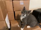 Adopt Lenox a Domestic Shorthair / Mixed (short coat) cat in Columbia