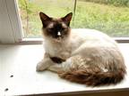 Adopt Essex a Balinese / Mixed cat in Columbia, SC (34966369)