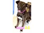 Adopt ELISE a Black Labrador Retriever / Mixed dog in Visalia, CA (34964968)
