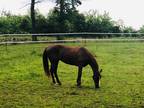 Tennessee Walking Horse Mare