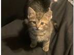 Adopt Stormy a Domestic Short Hair, Tabby