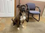 Adopt 22-080 Available 5-27-22 a Boxer