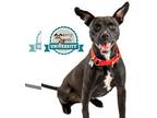 American Staffordshire Terrier Mix DOG FOR ADOPTION RGADN-980073 - Betty Boop -