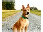 Basenji-Border Collie Mix DOG FOR ADOPTION RGADN-980692 - Peter Pan - Border