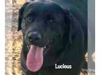 Labrador Retriever DOG FOR ADOPTION RGADN-980786 - Lucious - Labrador Retriever