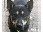 Australian Kelpie-Huskies Mix DOG FOR ADOPTION RGADN-981062 - Kongo - Husky /