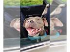 American Staffordshire Terrier Mix DOG FOR ADOPTION RGADN-983671 - Lil Mama -
