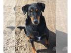 Doberman Pinscher Mix DOG FOR ADOPTION RGADN-984224 - BARNUM - Shepherd /
