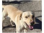 Labrador Retriever Mix DOG FOR ADOPTION RGADN-986924 - HAZEN - Labrador