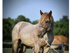 Roan Double Registered Brabant Stallion