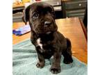 American Pit Bull Terrier Puppy for sale in New York, NY, USA