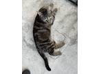 Adopt Zeus a Brown Tabby American Shorthair / Mixed (short coat) cat in