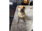 Adopt Buddy a Tan/Yellow/Fawn Shar Pei / Mixed dog in Kent, WA (34989631)